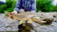 A fisher standing in a river holding a brown trout.